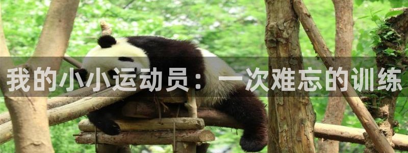 凯发官网下载平台是正规平台吗：我的小小运动员：一次难忘的训练